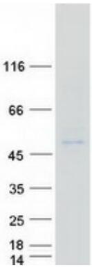 Coomassie blue staining of purified VSIG8 protein.